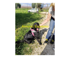 In regalo CARLOTTA e FORCHETTA