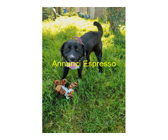 In regalo CARLOTTA e FORCHETTA