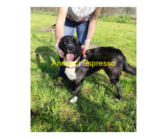 In regalo CARLOTTA e FORCHETTA