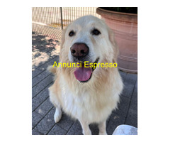 In regalo CANE METICCIO