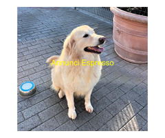 In regalo CANE METICCIO