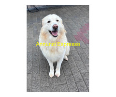 In regalo CANE METICCIO