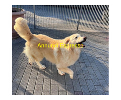 In regalo CANE METICCIO