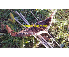 FAR WEST. Ranch-Arredamento-Teepe-Carro-Canoa.Con