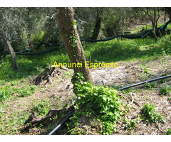 Terreno coltivabile mq3250 Privato