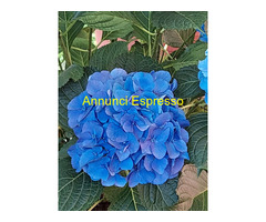 Le mie mani , la schiuma e tu