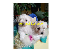Maltipoo toy cuccioli