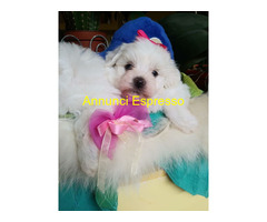 Maltipoo toy cuccioli