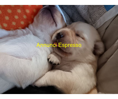 Cuccioli Labrador retriever