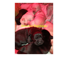 Cuccioli Labrador retriever