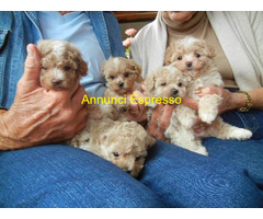 Cuccioli di Maltipoo molto ami