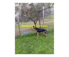 Segugio italiano maschio