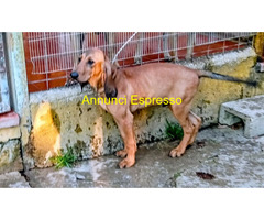 Cuccioli di segugio italiano