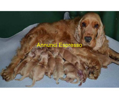 Cocker Spaniel cuccioli