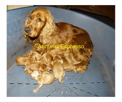 Cocker Spaniel cuccioli