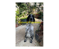 In regalo PLUTO setter inglese 3 anni