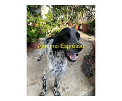 In regalo PLUTO setter inglese 3 anni