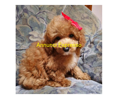 Barboncina toy albicocca