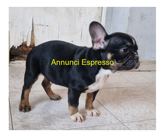 Bouledogue francese maschietto