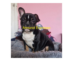 Bouledogue francese maschietto