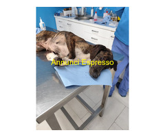 In regalo Cannella taglia medio piccola