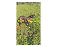 In regalo Cannella taglia medio piccola