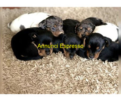 Bassotto nano cuccioli