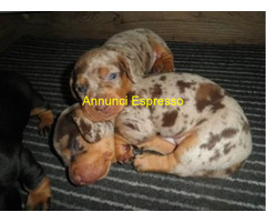 Bassotto nano cuccioli