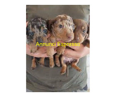 Bassotto nano cuccioli