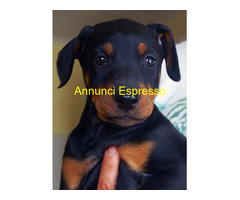 Dobermann cuccioli