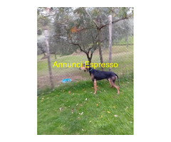 Segugio italiano maschio