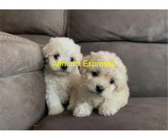 Maltipoo toy cuccioli