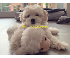 Maltipoo toy cuccioli