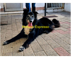 In regalo CANE METICCIO