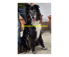 In regalo CANE METICCIO