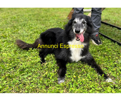 In regalo CANE METICCIO