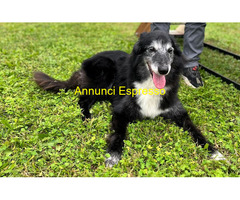 In regalo CANE METICCIO