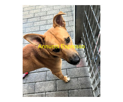 In regalo CANE METICCIO