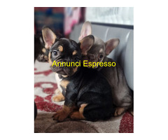 Bouledogue Francese maschietto