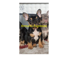 Bouledogue Francese maschietto