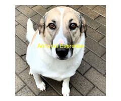 In regalo CANE METICCIO