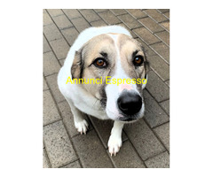 In regalo CANE METICCIO