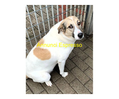 In regalo CANE METICCIO