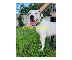 In regalo CANE METICCIO