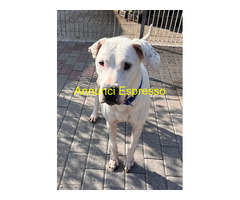 In regalo CANE METICCIO