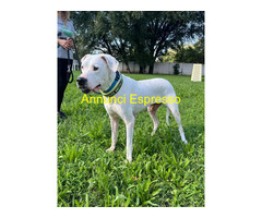 In regalo CANE METICCIO