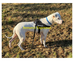 In regalo CANE METICCIO