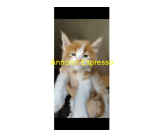 Dolcissimi cuccioli Maine Coon