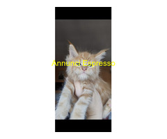 Dolcissimi cuccioli Maine Coon
