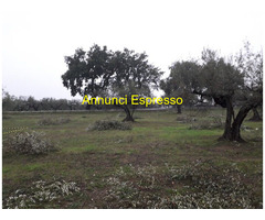 Terreno edificabile mq3635 Privato